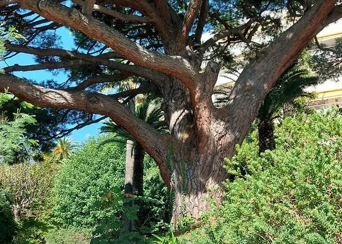 Les Orangers - - Sea View- Swimming Pool - Free Parking -